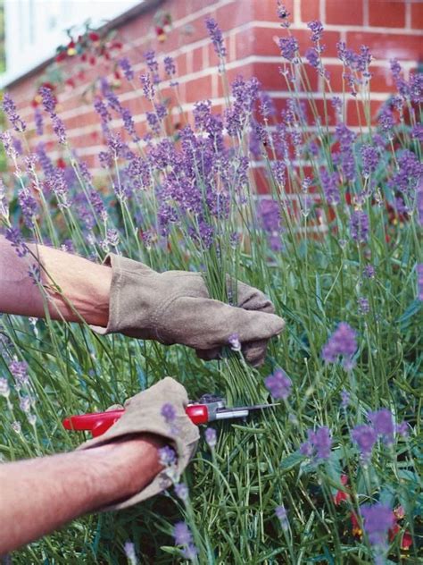 Pruning Lavender Plants | Urter / Planter | Lavender hedge, Garden, Growing lavender