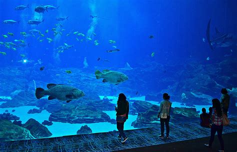 La taille de l'aquarium d'Atlanta