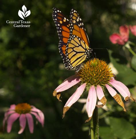 Native Plants | Central Texas Gardener