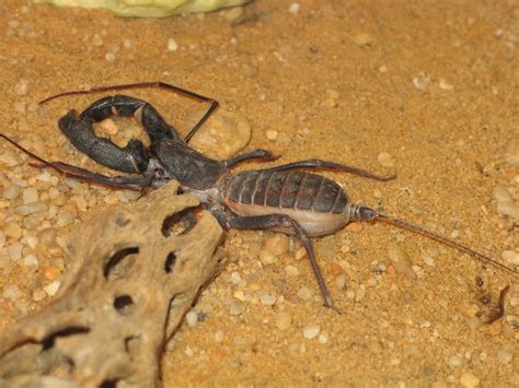 Whip Tail Scorpion, Smithsonian Museum of Natural History, Washington D.C. | Flickr - Photo Sharing!