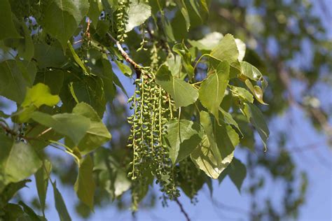 Ten Popular Poplar Trees