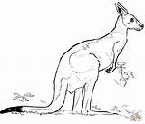 Kangaroo coloring Page  Free Printable Coloring Pages sketch template