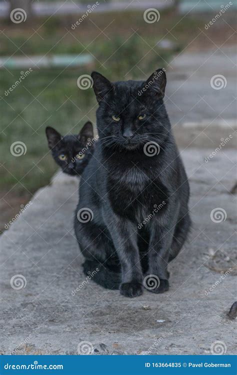 Black Cat Protects Her Black Baby Kitten Stock Image - Image of pretty ...