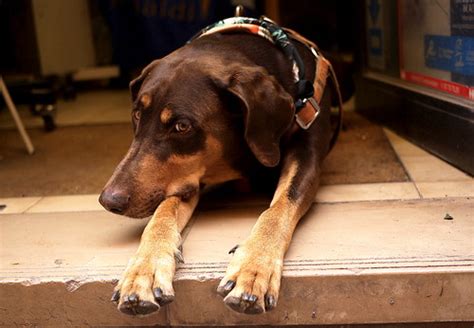 Sad dog | Jenny Poole | Flickr