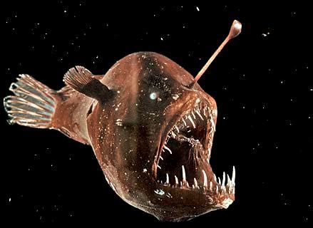 Deep Sea Creatures: Deep Sea Anglerfish