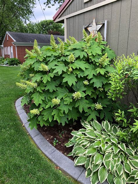 Perfect... oak leaf hydrangea | Hydrangea landscaping, Backyard ...