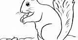 Coloring Page Of A Squirrel sketch template