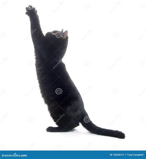 Black cat playing stock image. Image of kitty, isolated - 18338151