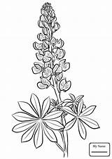 Coloring Bluebonnet Bonnet Pages Books Vintage Blue Template Flower  sketch template