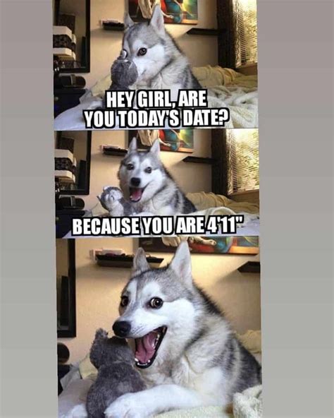 300+ Husky Memes