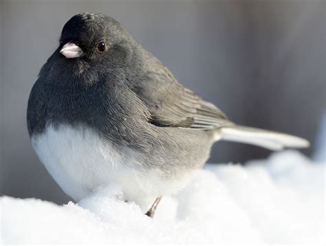 Juncos Are the Original Snowbirds | Audubon