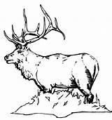 Bull Elk Coloring Pages  Download & Print Online For sketch template