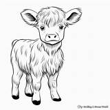 Highland Cow Coloring Pages  Free & Printable sketch template