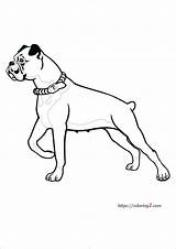 Boxer Dog Coloring Pages  2 Free Sheets 2021 coloring sketch template
