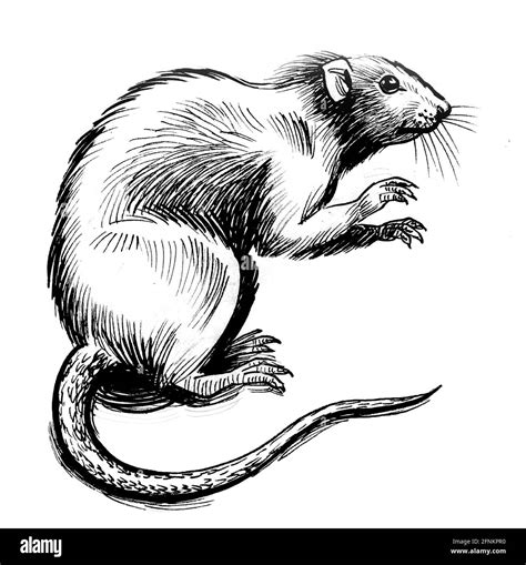 Rat animal standing on back legs. Ink black and white drawing Stock Photo - Alamy