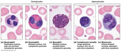 [Solved] Identify the different WBCs (leukocytes). Labels PHASE 1:... | Course Hero