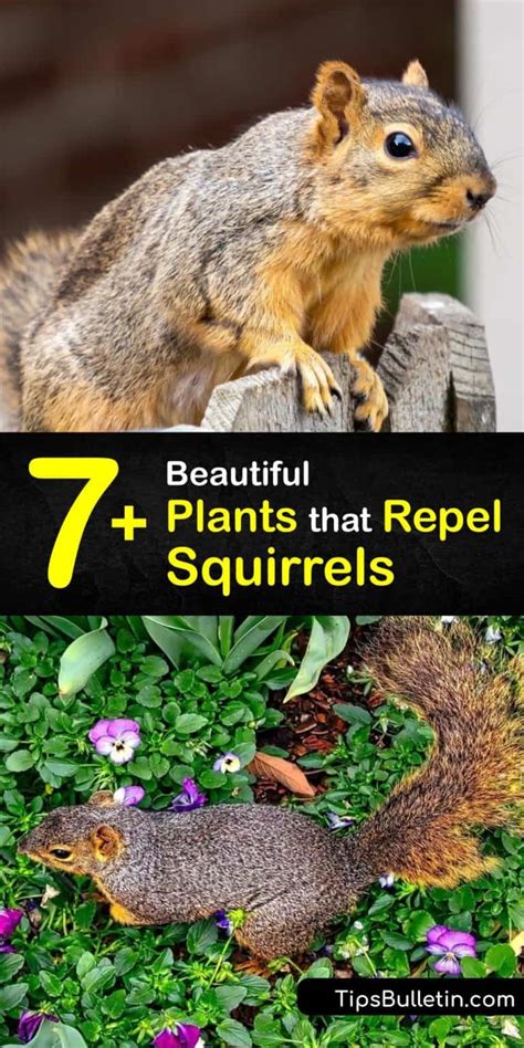 7+ Beautiful Plants that Repel Squirrels