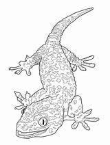 Gecko Coloring Pages  Free Printable For Kids sketch template