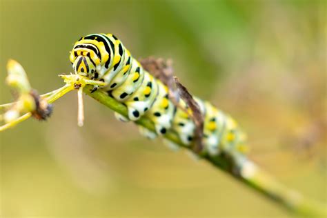 Investigating Black Swallowtail Caterpillars' Behavior - Lewis Ginter Botanical Garden