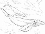 Humpback Whales coloring page  ColouringPages sketch template