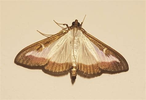 IR-4 Environmental Horticulture Team Responds to Presence of Box Tree Moth in the US – IR-4 Project