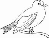 Beautiful Birds Coloring Pages sketch template