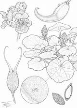 Botany Coloring Pages  Home sketch template