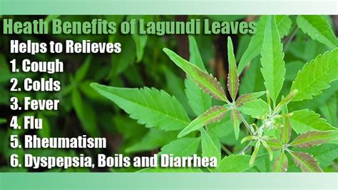 Health Benefits of Lagundi Leaves - Sosone Healthy Edibles