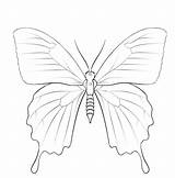 Ulysses Butterfly Coloring Page  Free Printable Pages For Kids sketch template