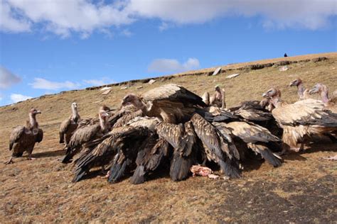 Tibetan sky burial | Travel Pictures