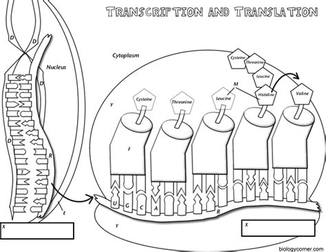 Dna Transcription And Translation Worksheet – Englishworksheet.my.id