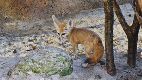 List of Endangered Animals of the Desert | Sciencing