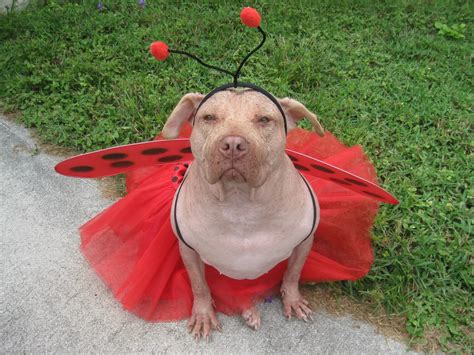 The 70+ Greatest Pit Bull Halloween Costumes EVER | Page 6 of 23 | The Paws