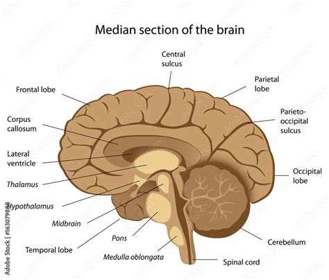 Human brain anatomy, labeled. Stock Illustration | Adobe Stock