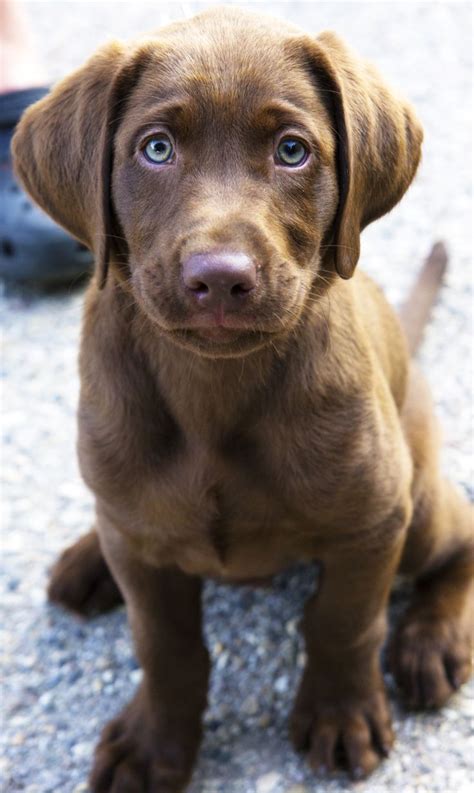 148 best Chocolate Brown Labrador images on Pinterest | Chocolate labradors, Doggies and ...