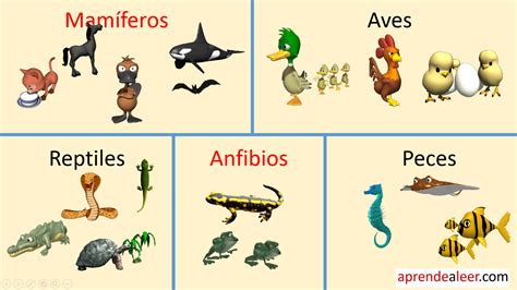 Mamíferos aves reptiles peces y anfibios | aprendealeer.com