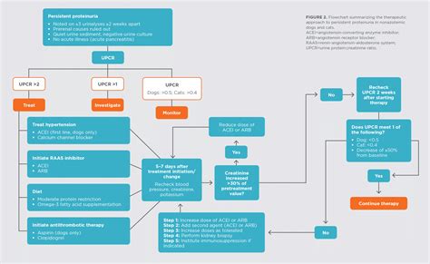 A Clinical Approach to Proteinuria | Today's Veterinary Practice