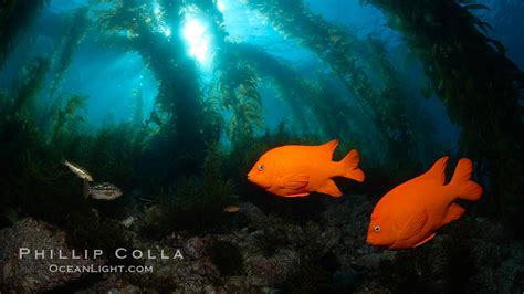 Garibaldi swims in the kelp forest, Hypsypops rubicundus, Catalina ...