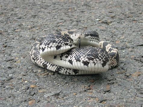 Northern pine snake | Very pissed off, 5 foot-long snake; *S… | Flickr