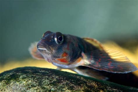 Candy darter fish gets critical habitat designation, but remains in the ...