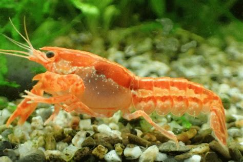 white spots, disease or morphology? female dwarf Mexican crayfish : r/Crayfish
