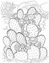 Cactus Coloring Page sketch template