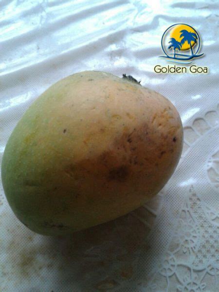 Fresh Goan Mankurad Mango - Golden Goa