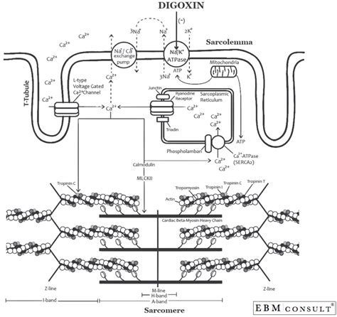 The Mechanism of Digoxin's (Lanoxin) Increase in Inotropy (Force of Contraction of the Heart)