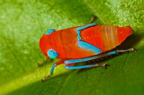 My New Obsession: Leafhopper Nymphs | Featured Creature