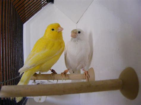 3 pair breeding canaries - £25 pair Outside Black Country Region, Sandwell