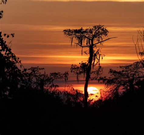 Silhouette of Trees during Sunset · Free Stock Photo