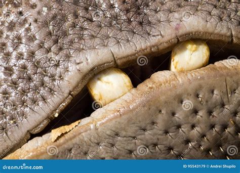 Hippopotamus teeth stock image. Image of africa, mammal - 95543179
