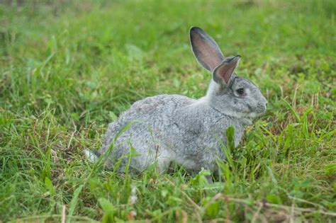 Can Rabbits Swim? A Safe Bunny Swim Guide | Animal Hearted — Animal Hearted Apparel