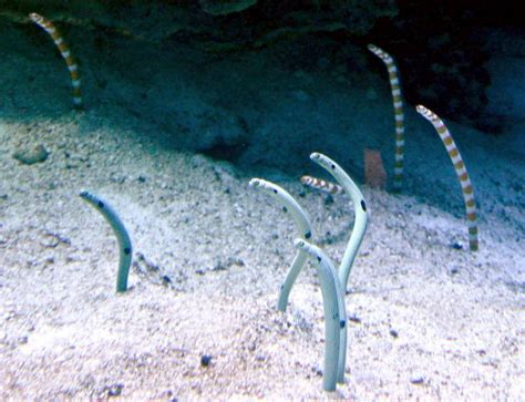 Sand Eel – "OCEAN TREASURES" Memorial Library